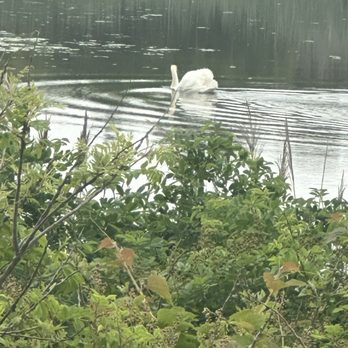 South Cape May Meadows - Swan - Parks Near Me - Cape May, New Jersey South Cape May Meadows - Swan - Parks Near Me - Cape May, New Jersey