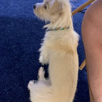 Jameson Loves Danger - Pet Stores Near Me - Chicago, Illinois Jameson Loves Danger - Pet Stores Near Me - Chicago, Illinois