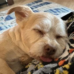 This is what Bo looks like after a fun day at Paw Sweet Paw!