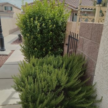 FirstService Residential Arville - Overgrown bushes  been - Property Management Near Me - Las Vegas, Nevada