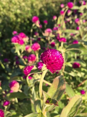 Riverview Farm by null