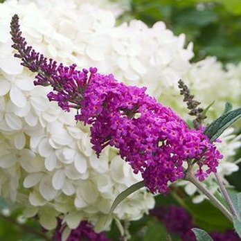Milarch Nursery - Nurseries & Gardening Near Me - Wixom, Michigan