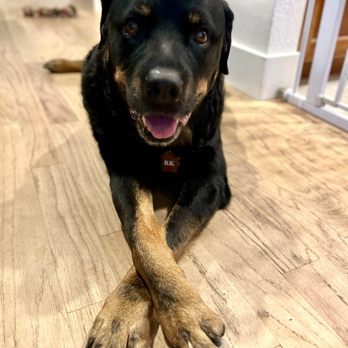 Pawsh Wash - Our late Ruff! - Pet Groomers Near Me - Huntington Beach, California Pawsh Wash - Our late Ruff! - Pet Groomers Near Me - Huntington Beach, California