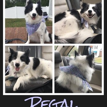 petco grooming pembroke