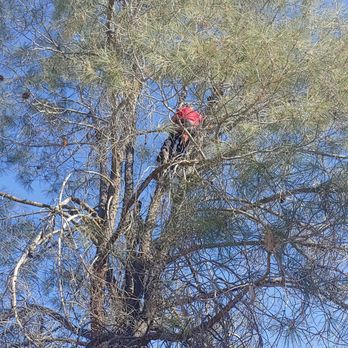 Kurt Eaton Tree Service - a man in a tree - Tree Services Near Me - Clovis, California Kurt Eaton Tree Service - a man in a tree - Tree Services Near Me - Clovis, California