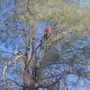 Photo of Kurt Eaton Tree Service