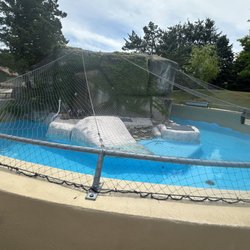 This is the penguin enclosure and it is 80° out. No ice. Super shallow.