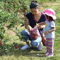 All Seasons Orchard - Family Picking Apples