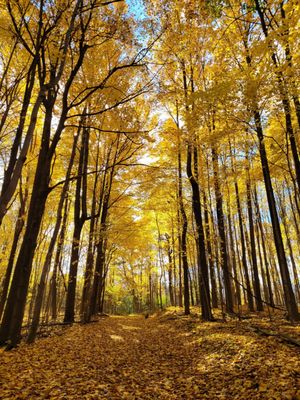 Maybury State Park by null
