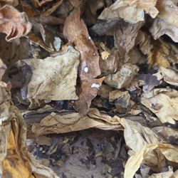 Leaf Only