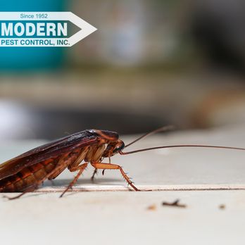Modern Pest Control - Pest Control Near Me - Katy, Texas Modern Pest Control - Pest Control Near Me - Katy, Texas