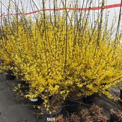 Bare Roots Nursery