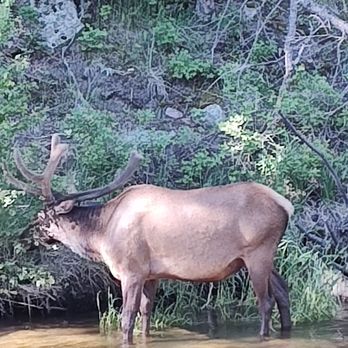 Loveland Heights Cottages - Wildlife galore - Hotels Near Me - Estes Park, Colorado Loveland Heights Cottages - Wildlife galore - Hotels Near Me - Estes Park, Colorado