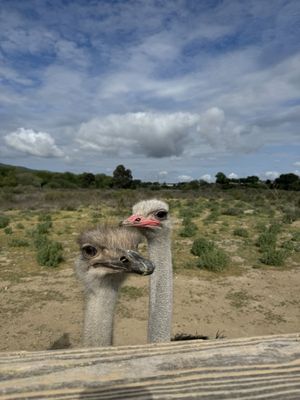 Ostrichland USA by null