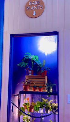 The Mellow Haight by null