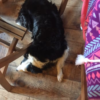 Rose Hill Vineyards - The winery dog Panda decided to nap at our feet during our tasting. So adorable! - Wine Tasting Room Near Me - Mattituck, New York Rose Hill Vineyards - The winery dog Panda decided to nap at our feet during our tasting. So adorable! - Wine Tasting Room Near Me - Mattituck, New York