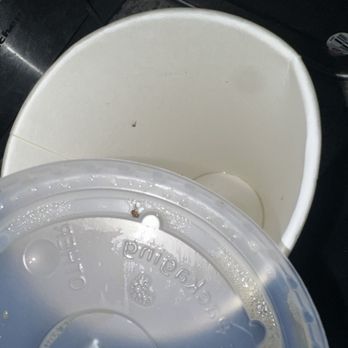 Family Drive-In - fruit fly on lid and cup - Burgers Near Me - Kent, Washington