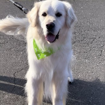 Citydog! Club - After bath - Pet Groomers Near Me - Mountain View, California