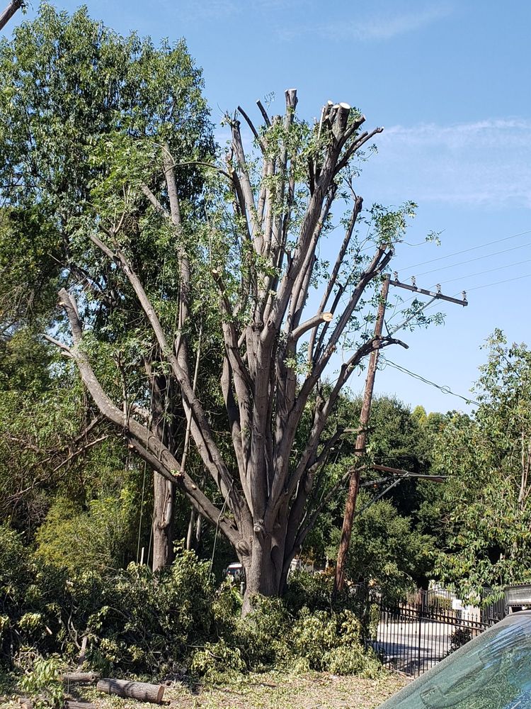 ANTONIO TREE SERVICES Updated September 2024 62 Photos La Puente