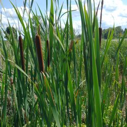Little Manitowoc River Walkway - Cattail