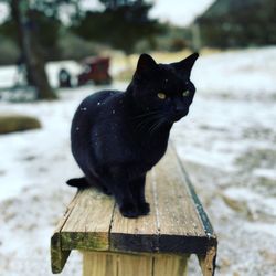 Learning Tree Farm Inc - Black barn cat that was our friendly, cute tour guide. He loved cuddling with us when we sat down.