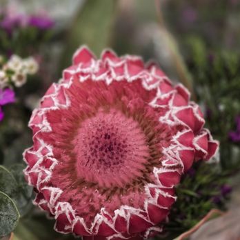 Albertsons - Floral dept - Grocery Near Me - Palm Desert, California