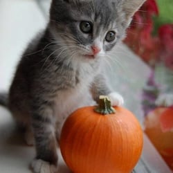 Natural Healing Pet Care