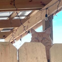 Irvine's Just Beyond Paradise - I love businesses that have cats- this winery has two- Lucy and Popcorn