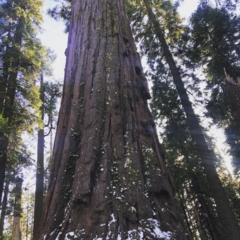 Calaveras Big Trees State Park - Giant sequoias! - Parks Near Me - Arnold, California Calaveras Big Trees State Park - Giant sequoias! - Parks Near Me - Arnold, California