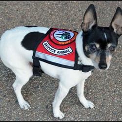 National Service Animal Registry - Bodhi, seizure alert dog