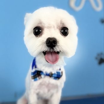 Pawfect Express Pet Spa - Mushu - Pet Groomers Near Me - Montebello, California Pawfect Express Pet Spa - Mushu - Pet Groomers Near Me - Montebello, California