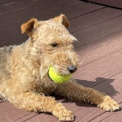 Let's Speak Dog - Winston and his tennis ball