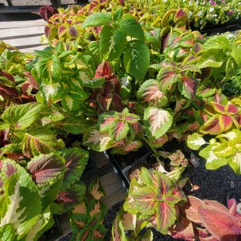 A & P Nursery - Nurseries & Gardening Near Me - Gilbert, Arizona