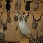Photo of Signature Taxidermy Studio