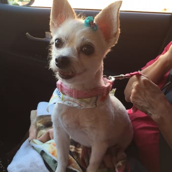 Ann's Pet Grooming - All smiles after getting groomed by Ann! :) - Pet Groomers Near Me - Brea, California Ann's Pet Grooming - All smiles after getting groomed by Ann! :) - Pet Groomers Near Me - Brea, California