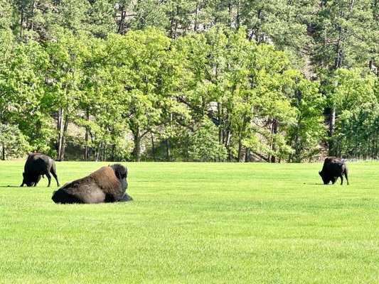 State Game Lodge by null