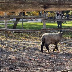 Riverdale Farm - Sheep