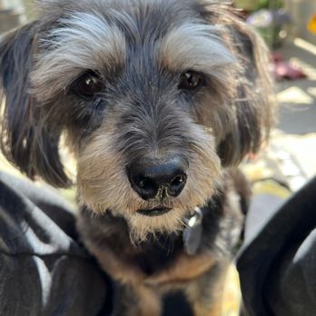Calling All Paws - Pet Groomers Near Me - Camarillo, California Calling All Paws - Pet Groomers Near Me - Camarillo, California