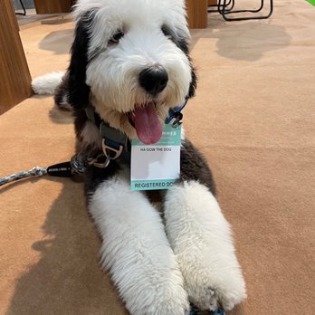 Ironmaya Pet Grooming - Sheepadoodle - Pet Groomers Near Me - Arcadia, California Ironmaya Pet Grooming - Sheepadoodle - Pet Groomers Near Me - Arcadia, California