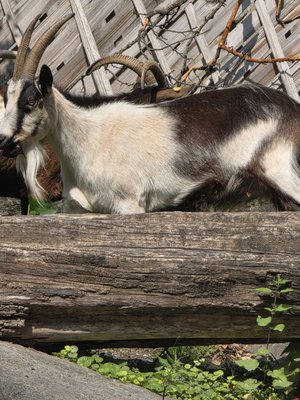 Alpenzoo Innsbruck - Tirol by null