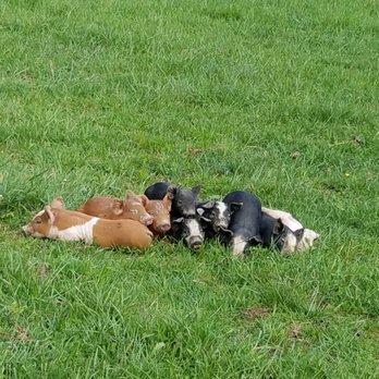 Quicken Farm - Pasture piglets - Meat Shops Near Me - Augusta, West Virginia