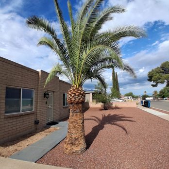 Wild West Tree Care - After - Tree Services Near Me Wild West Tree Care - After - Tree Services Near Me