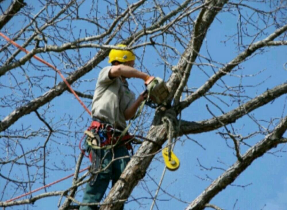 Mother Earth Care - tree service in San Jose, CA