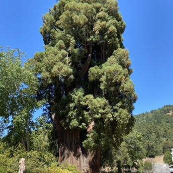 Grandfather Tree - Souvenir Shops Near Me - Piercy, California