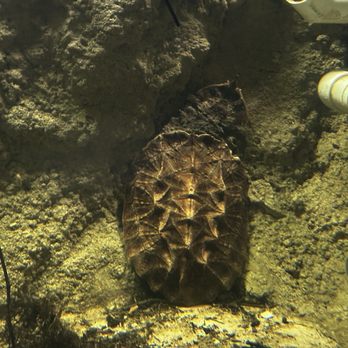 San Antonio Aquarium - Aquariums Near Me - Leon Valley, Texas San Antonio Aquarium - Aquariums Near Me - Leon Valley, Texas