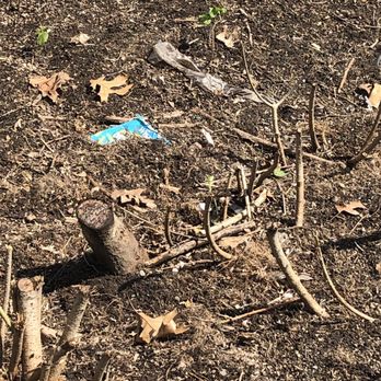 North Eastern Tree Service - Tree stumps after "grinding"   . - Tree Services Near Me - Cranston, Rhode Island