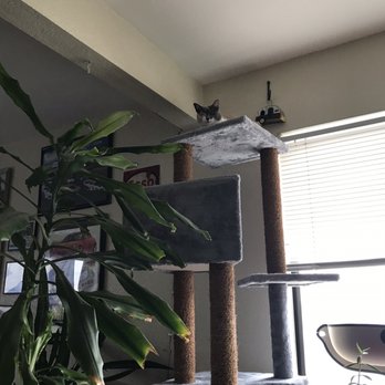 PetSmart - Assembly finished, Nua my cat is enjoying it ! - Pet Groomers Near Me - Torrance, California
