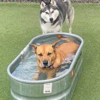 A Happy Dog Day Camp And Boarding: Ultimate Care & Fun Guide