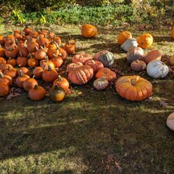 Sage's Apples - Pumpkins