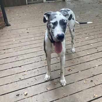 Gotta Go Pet Services - Iris - Pet Sitting Near Me